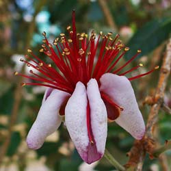 Goyavier de Montevideo / Feijoa sellowiana